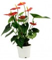 Anthurium