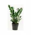 Zamia in a pot