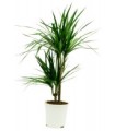 Dracaena