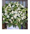 Funeral Wreath