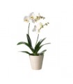 Phalaenopsis Ochid