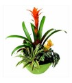 Plant composition