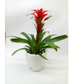 Guzmania in a pot