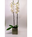 Orchid in a square clay pot