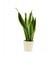 Sansevieria