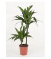 Dracaena