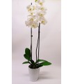 White Orchid  in pot