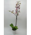 Bicolor Orchid in clay pot