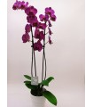 Purple Orchid in clay pot