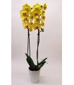 Yellow Orchid in clay pot