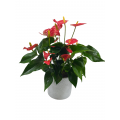 Anthurium