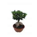 Bonsai plant