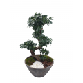 Bonsai plant
