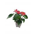 Anthurium